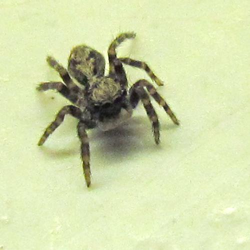 Pseudeuophrys lanigera